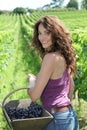 Beautiful woman in wine rows