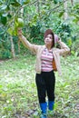 Beautiful woman working in the grapefruit garden. Royalty Free Stock Photo