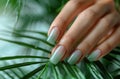 Beautiful woman& x27;s hand with gray manicure holds a palm leaf on a light background in a closeup view. French nail art Royalty Free Stock Photo