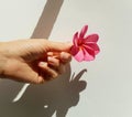 Beautiful woman's hand holding a single pink frangipani flower