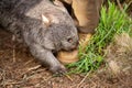 Beautiful wombat in the Australian bush, in a tasmanian park. Australian wildlife in a national park in Australia Royalty Free Stock Photo