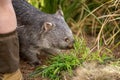 Beautiful wombat in the Australian bush, in a tasmanian park. Australian wildlife in a national park in Australia Royalty Free Stock Photo