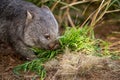 Beautiful wombat in the Australian bush, in a tasmanian park. Australian wildlife in a national park in Australia Royalty Free Stock Photo