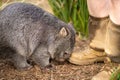Beautiful wombat in the Australian bush, in a tasmanian park. Australian wildlife in a national park in Australia Royalty Free Stock Photo