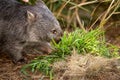 Beautiful wombat in the Australian bush, in a tasmanian park. Australian wildlife in a national park in Australia Royalty Free Stock Photo