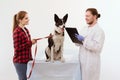 Dog getting checked at vet clinic with thir owner. Royalty Free Stock Photo