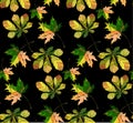 Beautiful wonderful graphic bright floral herbal autumn green chestnut leaves and chestnuts pattern on black background vector Royalty Free Stock Photo