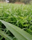 Beautiful and wonderful greenery with dew drops