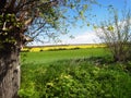 Beautiful and wonderful landscape of wheat and rapeseed fields