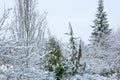 Garden in the winter when all trees are snow-covered. Royalty Free Stock Photo