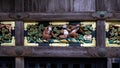 Beautiful wood carvings (the famous three wise monkeys) in Toshogu Shrine, Nikko, Japan Royalty Free Stock Photo