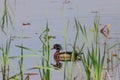 Beautiful wood duck in the lake