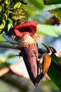 Black-rumped flameback woodpecker on the banana flower