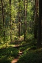 Beautiful wood at the sunset. forest path Environment protection.