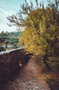 Beautiful wood at the sunset with oldest path in old city Stari Bar in Montenegro. autumn view from ancient ruins of