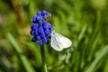 Beautiful Wood White feeding on blue flower Royalty Free Stock Photo