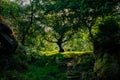 Beautiful wooded areas with a stream