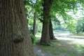 A beautiful wooded forest environment in bright spring sunshine.