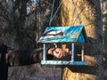 Beautiful wooden birdhouse feeder (nesting box) hanging on a tree in the park. Taking care of animals. Feeding the birds Royalty Free Stock Photo