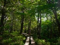 A beautiful wooden hiking pathway in forest. Senjogahara, Nikko, Japan.