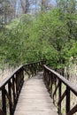 Beautiful wooden path bridge in the spring forest in national park Royalty Free Stock Photo