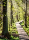 Beautiful wooden path in the middle of forest with vresh growth during spring in gothenburg sweden Royalty Free Stock Photo