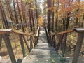 Beautiful wooden staircase in the autumn forest descends to the lake Tyrgoyak Royalty Free Stock Photo