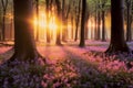 Beautiful woodland bluebell forest in spring. Purple and pink flowers under tree canopys with sunrise at dawn.