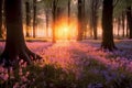 Beautiful woodland bluebell forest in spring. Purple and pink flowers under tree canopys with sunrise at dawn.