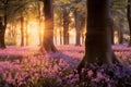 Beautiful woodland bluebell forest in spring. Purple and pink flowers under tree canopys with sunrise at dawn.
