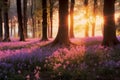 Beautiful woodland bluebell forest in spring. Purple and pink flowers under tree canopys with sunrise at dawn.
