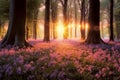 Beautiful woodland bluebell forest in spring. Purple and pink flowers under tree canopys with sunrise at dawn.