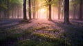 Beautiful woodland bluebell forest in spring. Purple and pink flowers under tree canopys with sunrise at dawn. Scenic forest