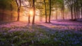 Beautiful woodland bluebell forest in spring. Purple and pink flowers under tree canopys with sunrise at dawn. Scenic forest