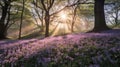 Beautiful woodland bluebell forest in spring. Purple and pink flowers under tree canopys with sunrise at dawn. Scenic forest