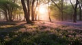 Beautiful woodland bluebell forest in spring. Purple and pink flowers under tree canopys with sunrise at dawn. Scenic forest