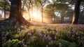 Beautiful woodland bluebell forest in spring. Purple and pink flowers under tree canopys with sunrise at dawn. Scenic forest