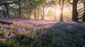 Beautiful woodland bluebell forest in spring. Purple and pink flowers under tree canopys with sunrise at dawn. Scenic forest