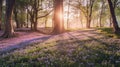 Beautiful woodland bluebell forest in spring. Purple and pink flowers under tree canopys with sunrise at dawn. Scenic forest