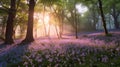 Beautiful woodland bluebell forest in spring. Purple and pink flowers under tree canopys with sunrise at dawn. Scenic forest