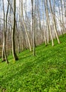 Beautiful woodland with growing wild garlic plants in early spring Royalty Free Stock Photo