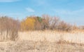 Beautiful autumn landscape in the nature with yellow and orange dry grass and reed with colorful trees in the background and blue Royalty Free Stock Photo