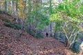 Solitary person in black hikes into autumn woods with fallen leaves Royalty Free Stock Photo