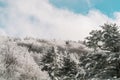 Beautiful woodland tree cover with snow in Zao moutain Sendai Japan