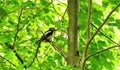 Beautiful woodpecker bird on tree branch, Lithuania Royalty Free Stock Photo