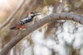 Woodpecker bird on a tree branch and blurry background in spring season