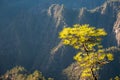 The woods Cumbrecita mountains in the Caldera de taburiente national park Royalty Free Stock Photo