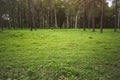 Beautiful woods forest with green nature Royalty Free Stock Photo