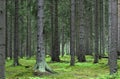Beautiful woods forest in Sweden Royalty Free Stock Photo