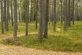 Beautiful woods forest in Sweden Royalty Free Stock Photo